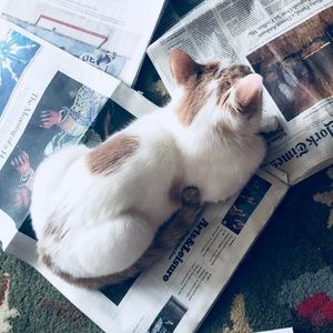 Meet your Posher, Amelia